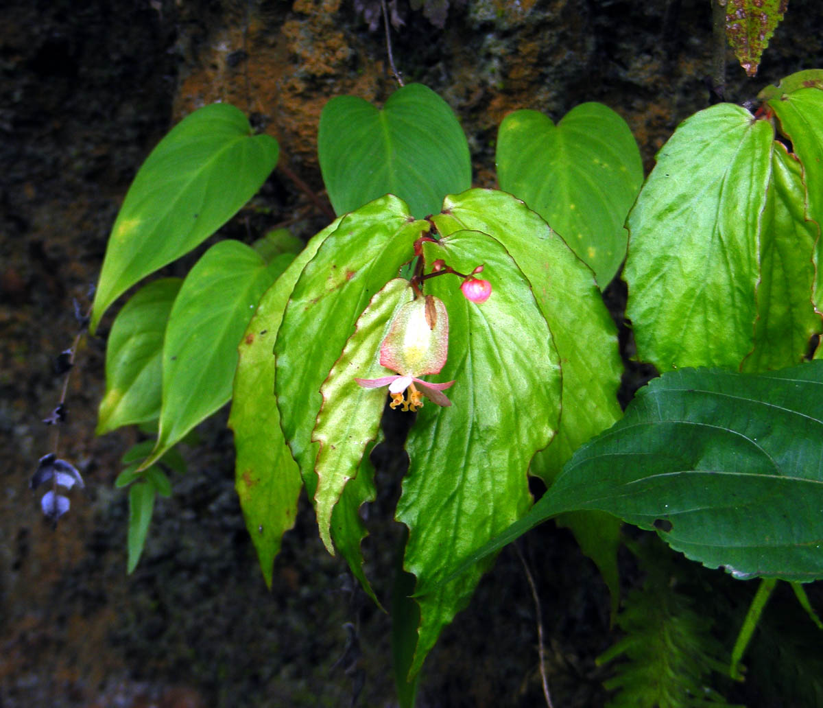 B. longistipula